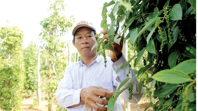 Người trồng hồ tiêu và sầu riêng ở Nam bộ cần đề phòng mưa trái mùa