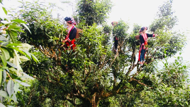 Hương trà cổ thụ giữa thiên đường mây