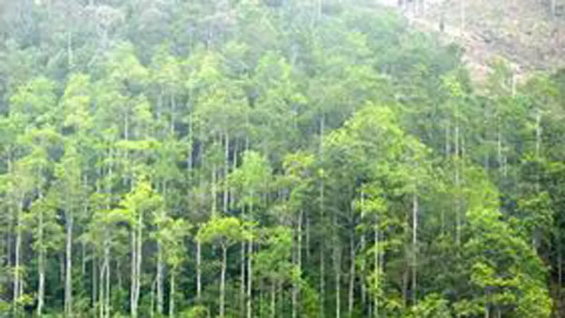 Nghệ An: Ban quản lý rừng phòng hộ nợ tiền dân? 