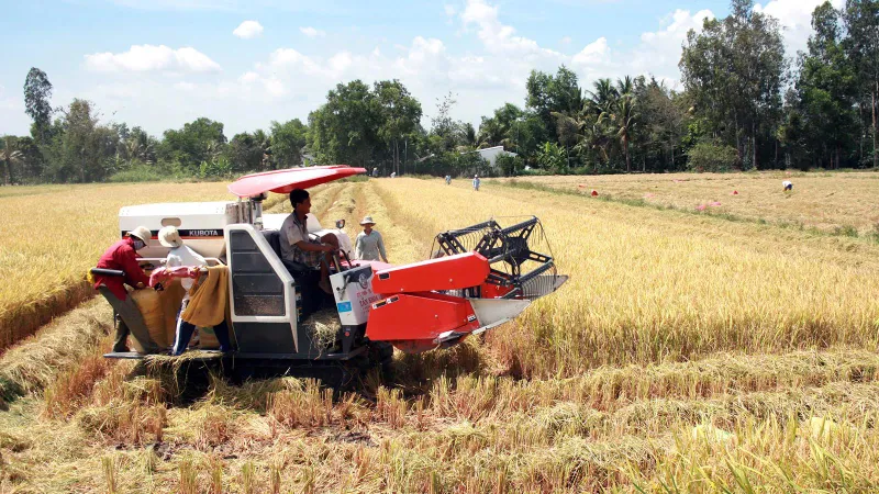Những đồng lúa nhiệm màu