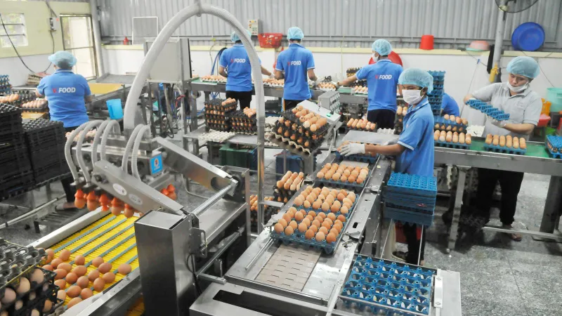 Tập trung sơ chế và phân phối sản phẩm sạch
