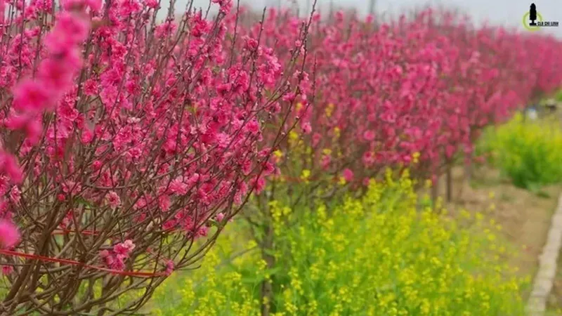 Hai phương án nghỉ Tết Nguyên đán Canh Tý 2020