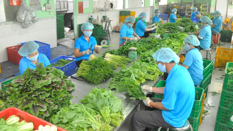 Thực phẩm sạch vẫn khó tiếp cận nhà hàng, khách sạn 