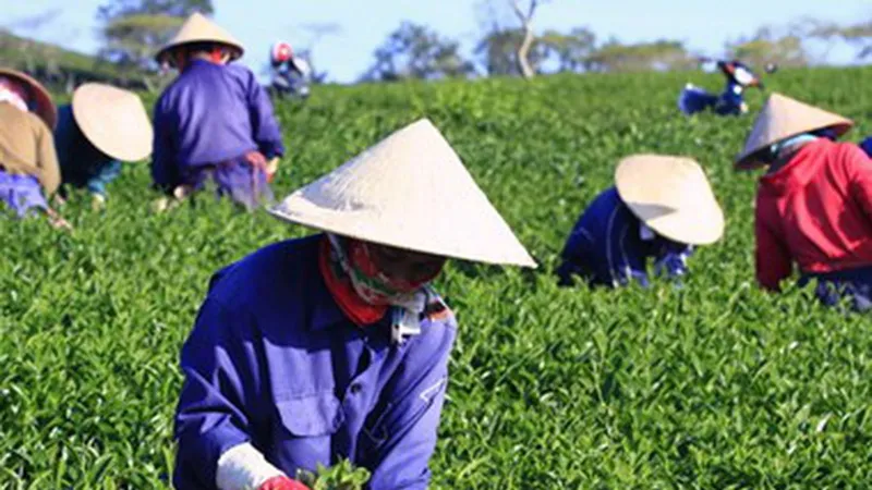 Việt Nam là nhà cung cấp trà số 1 cho Đài Loan
