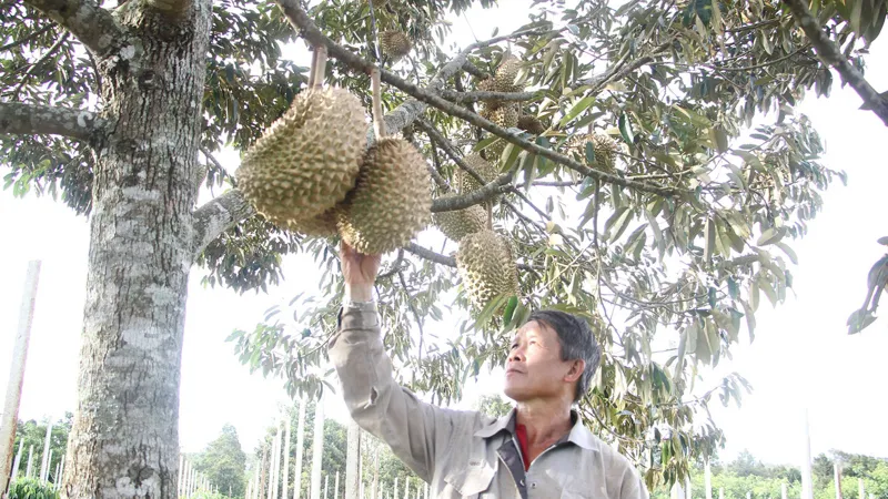 Người dân lo ngại về thị trường tiêu thụ sầu riêng
