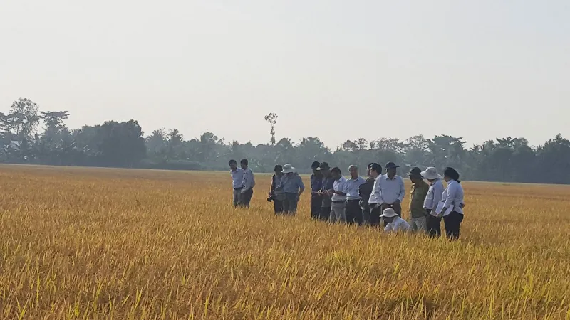 Giảm phát thải khí nhà kính trong canh tác lúa