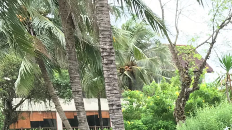 Tết về