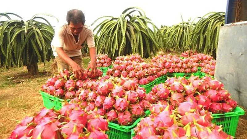 Long An kiến nghị Bộ Công thương hỗ trợ tiêu thụ thanh long