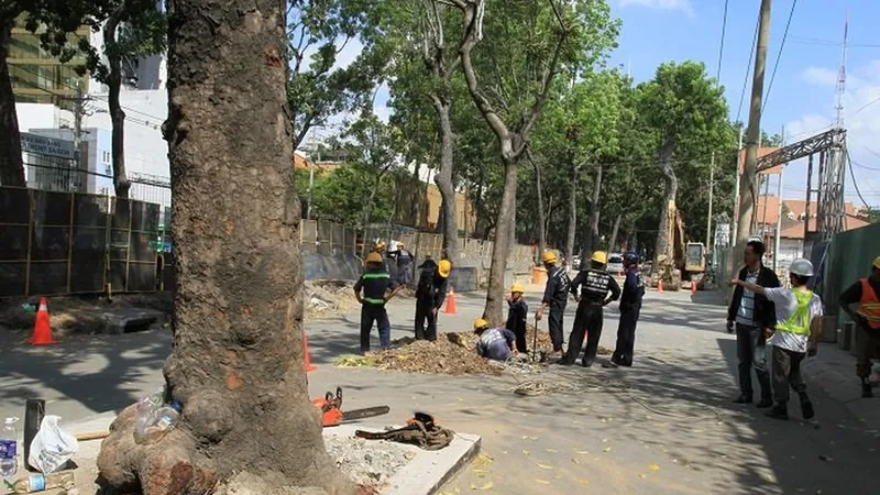 Hạn chế di dời, đốn hạ cây xanh tại các dự án, công trình