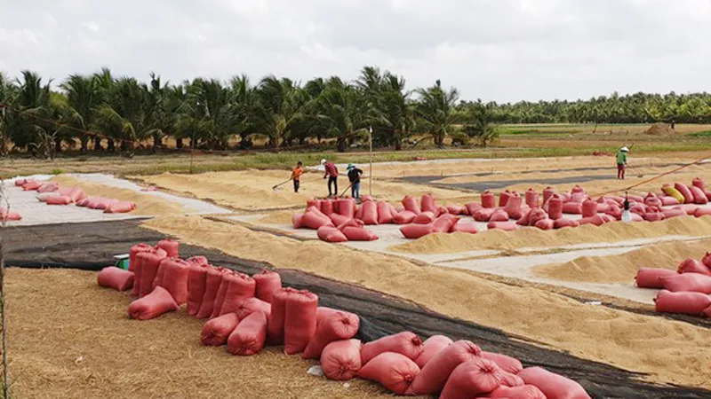 ĐBSCL: Lúa chất đống chờ thương lái