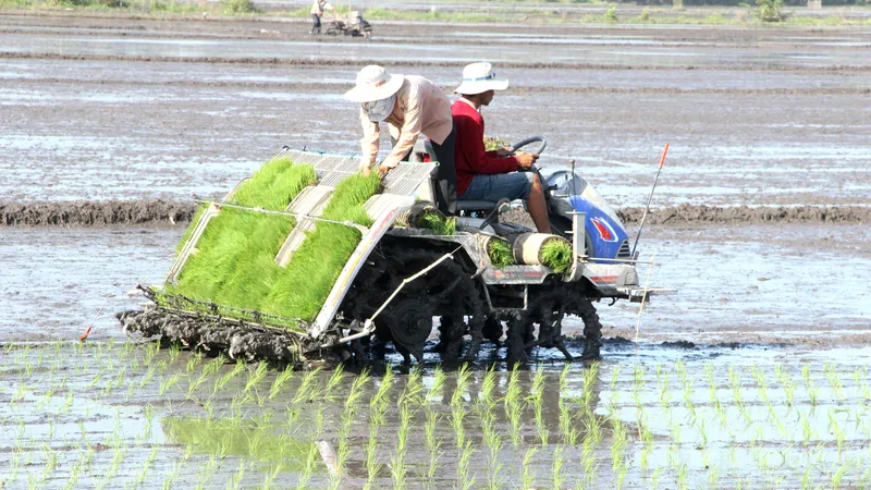 Nông dân Hậu Giang sản xuất lúa theo mô hình trồng lúa thông minh. Ảnh: CAO PHONG