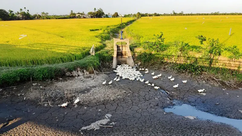 Vĩnh Long: Chuyển đổi 29.000ha đất lúa