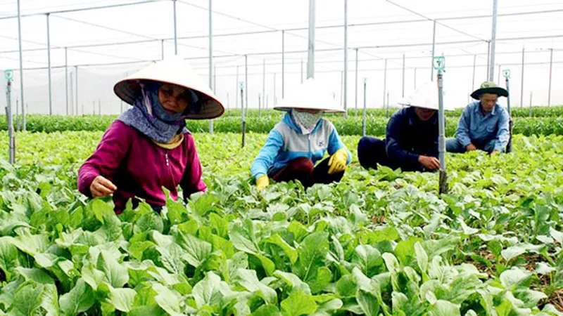 TPHCM: Nông dân sản xuất giỏi thu nhập hơn 333 triệu đồng/năm