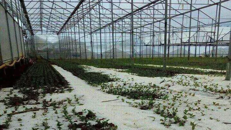 Khắc phục thiệt hại mưa đá tại Đà Lạt