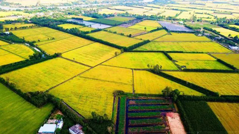 Tạo thuận lợi cho tập trung, tích tụ đất nông nghiệp ở ĐBSCL