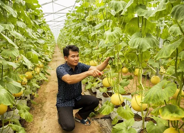 Hình thành vùng sản xuất nông nghiệp hữu cơ