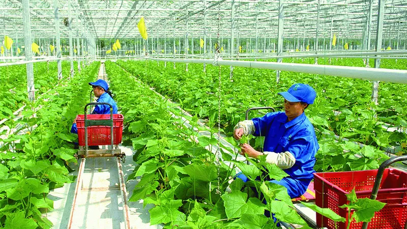 Bình Phước: Triển khai đề án nông nghiệp sạch, hữu cơ
