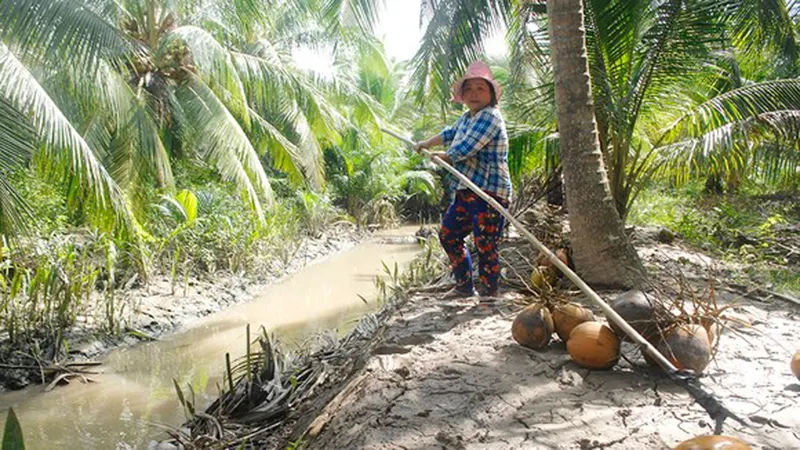 Giá dừa thấp kỷ lục