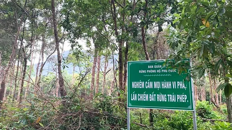 Phía sau bảng cấm, rừng phòng hộ ở đảo Phú Quốc vẫn bị các đối tượng xấu lén lút chặt phá