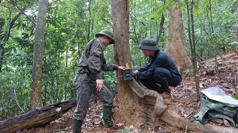 Cán bộ kỷ thuật Vườn Quốc gia Vũ Quang tiến hành lắp bẫy ảnh