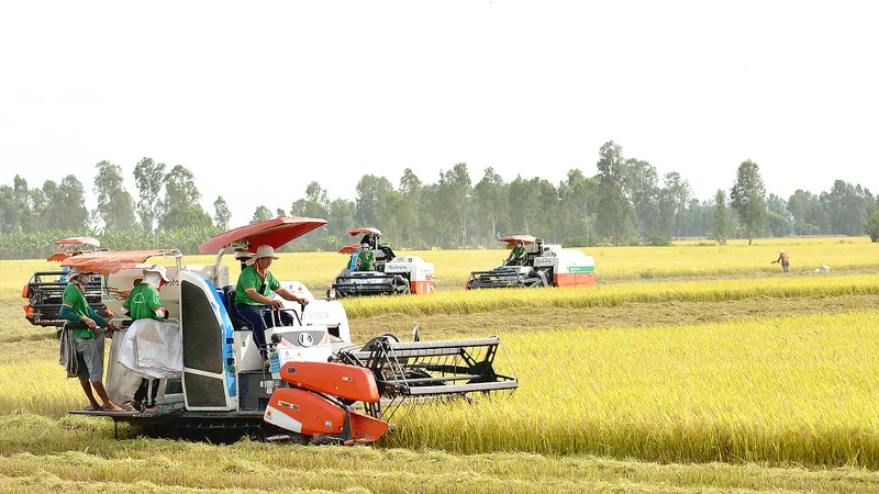 Thêm bước đột phá của ngành hàng lúa gạo