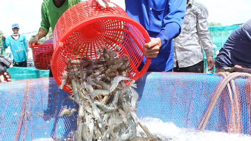 ĐBSCL: Giá tôm nguyên liệu giảm sâu, người nuôi “treo ao”