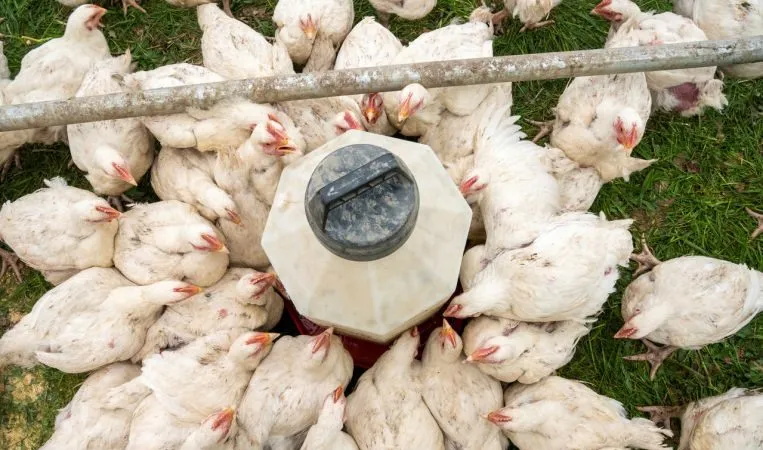 Phần Lan tiêu hủy 50.000 động vật để ngăn cúm gia cầm