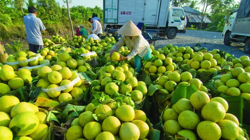 Xây dựng Trung tâm Thu mua - Cung ứng nông sản an toàn