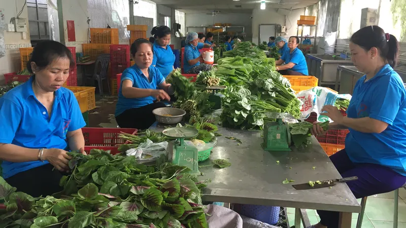 Sơ chế rau tại HTX Nông nghiệp SX-TM-DV Phước An (huyện Bình Chánh, TPHCM) 