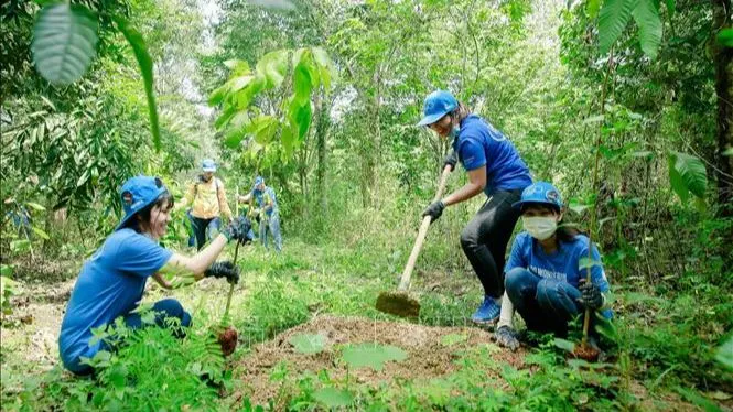 Tiến độ trồng rừng thay thế đã được đẩy lên sớm 1 năm, hoàn thành cùng lúc với dự án. Ảnh minh họa