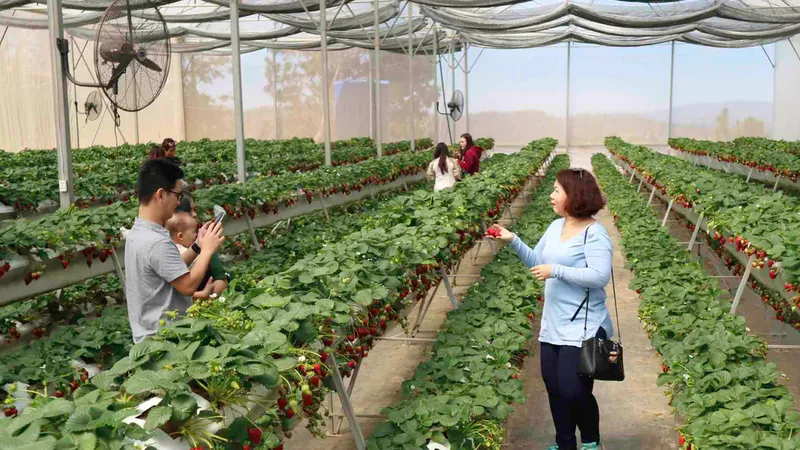 Lâm Đồng xây dựng xong quy chế quản lý du lịch canh nông