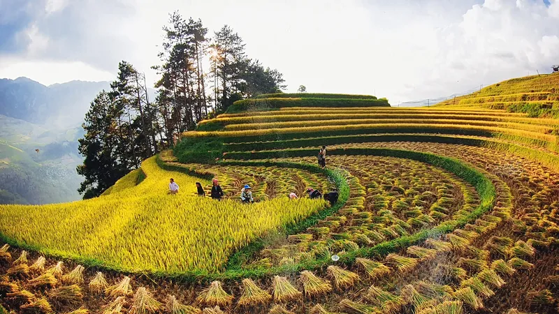Rừng và ruộng bậc thang là nguồn cội cho Mù Cang Chải trở thành một thiên đường du lịch ở Tây Bắc. Ảnh: VŨ CHIẾN