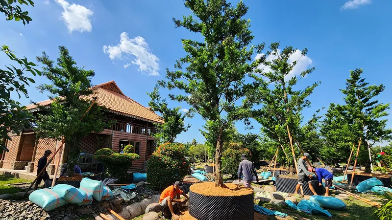 Công nhân chăm sóc vườn kiểng tại huyện Tân Phước (Tiền Giang) chuẩn bị phục vụ thị trường Tết 2024. Ảnh: NGỌC PHÚC
