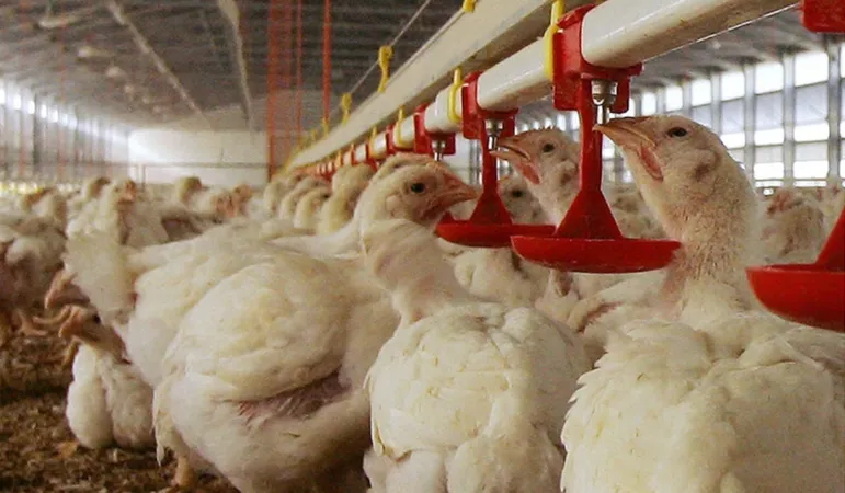 Đức: Tiêu hủy hàng chục ngàn gia cầm nhiễm H5N1