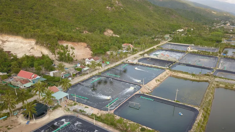 Khu nuôi tôm xuất khẩu tại thị xã Ninh Hòa, tỉnh Khánh Hòa. Ảnh: HOÀNG HÙNG