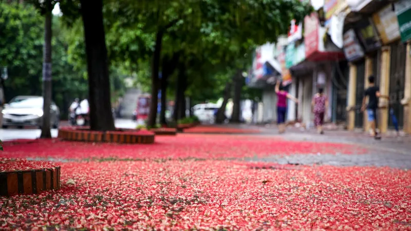 Hoa lộc vừng rơi thắm đường
