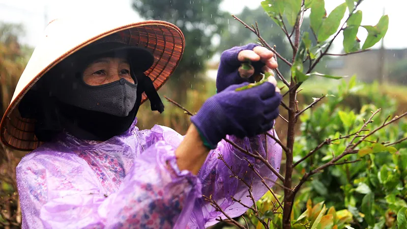 "Thủ phủ" mai vàng miền Trung chạy đua vào vụ tết
