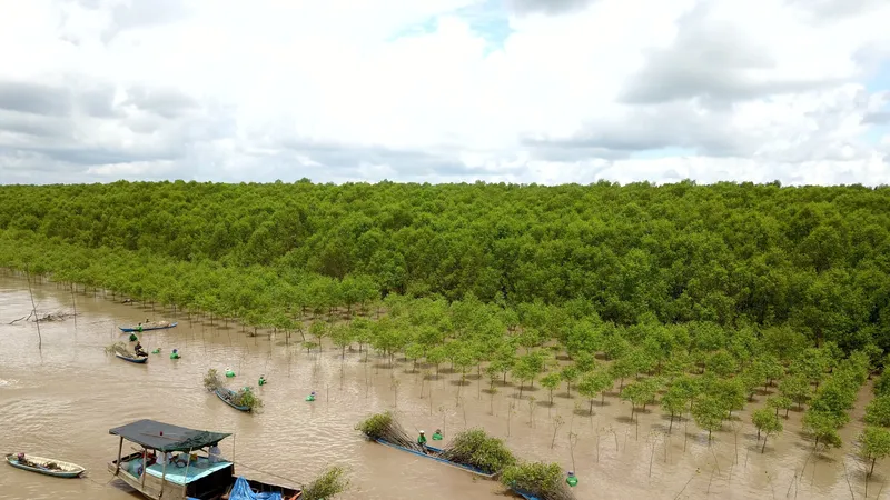 MangLub Việt Nam triển khai trồng rừng ngập mặn tại các tỉnh Vĩnh Long, Sóc Trăng, Trà Vinh