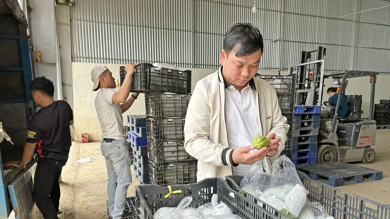 Anh Lưu Lập Đức kiểm tra rau củ vừa được đưa về nhà kho trước khi xuất bán cho siêu thị, chợ đầu mối