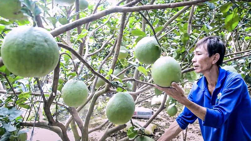 Nhà vườn tỉnh Tiền Giang chăm sóc cây ăn trái để kịp phục vụ thị trường tết
