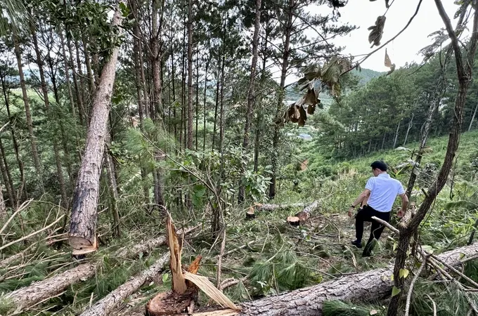 Điều tra vụ phá hơn 1,6ha rừng ở Lâm Đồng