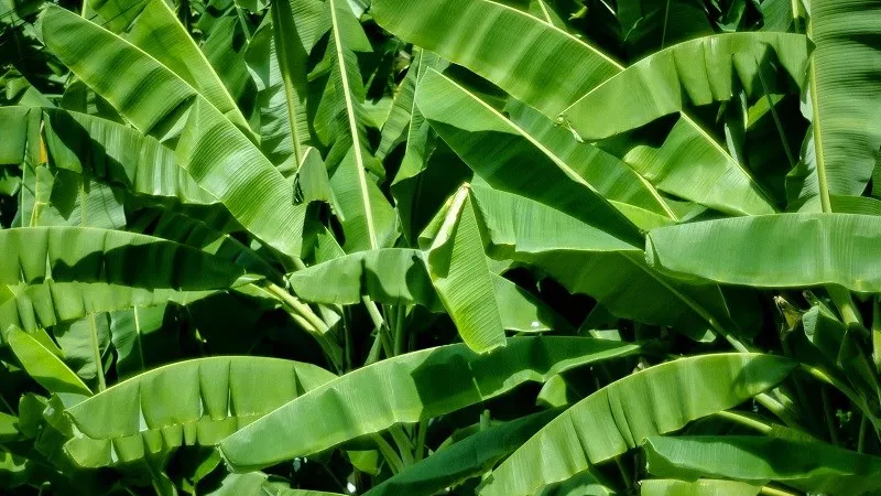 Xe lá chuối chở những mùa xuân tuổi thơ