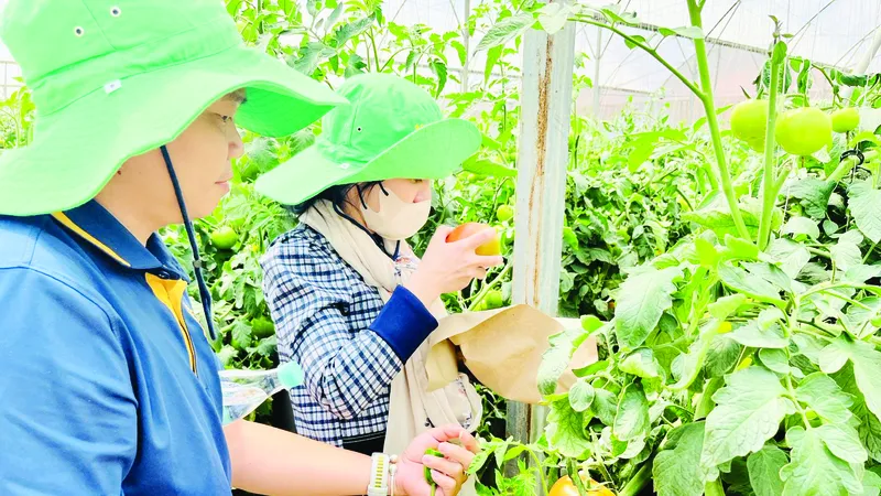 Khách tham quan vườn cà chua WinEco thuộc WinCommerce tại huyện Lạc Dương, Lâm Đồng. Ảnh: THI HỒNG