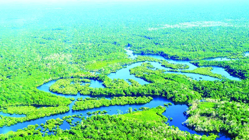 Rừng Amazon ở Brazil. Ảnh: National Geographic