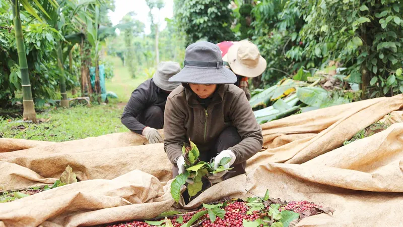 Nhờ liên kết tạo ra chuỗi sản phẩm bền vững nên người trồng cà phê ở Đắk Lắk có lợi nhuận cao. Ảnh: MAI CƯỜNG