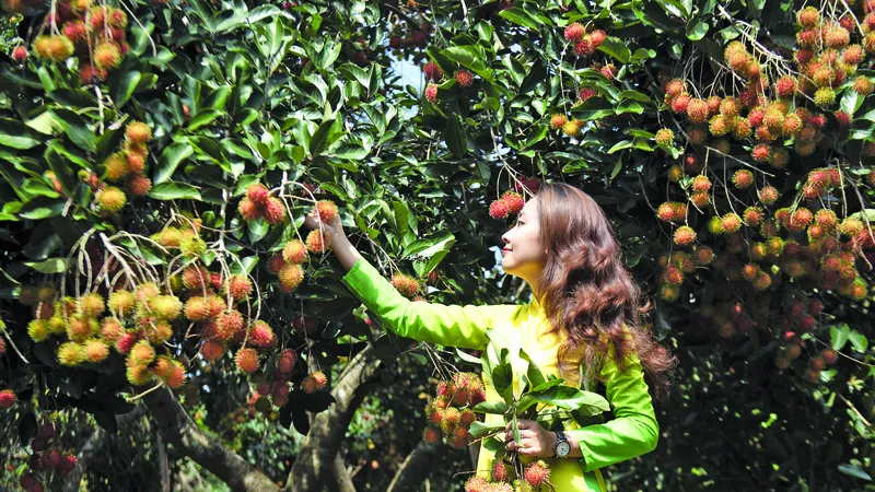 Thưởng thức chôm chôm tại vườn là thú vui của người dân địa phương và du khách. Ảnh: VĂN HỢP