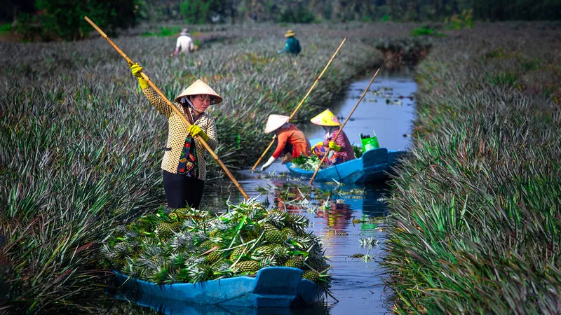 Nông dân Hậu Giang thu hoạch khóm. Ảnh: LÝ ANH LAM