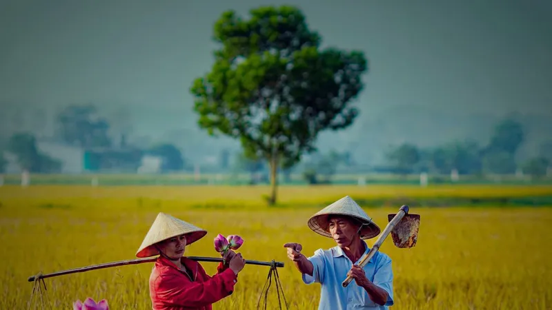 Mùa sen - Vụ lúa