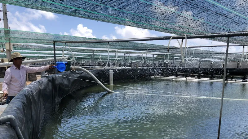 Cà Mau phấn đấu xuất khẩu tôm đạt trên 1,6 tỷ USD vào năm 2030