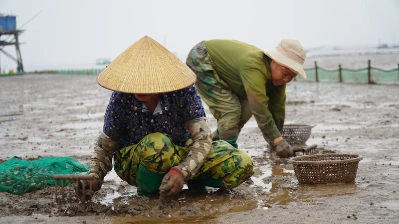 Cào nghêu mưu sinh